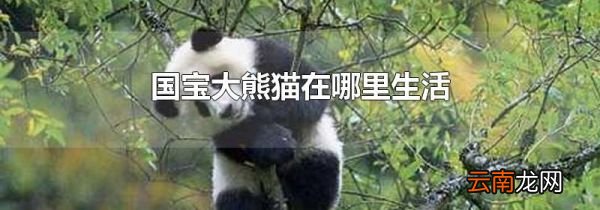 国宝大熊猫在哪里生活