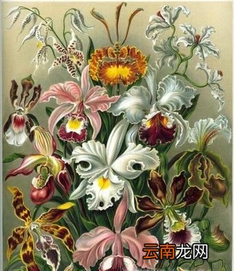 盘点世界上最奇特的15种植物！
