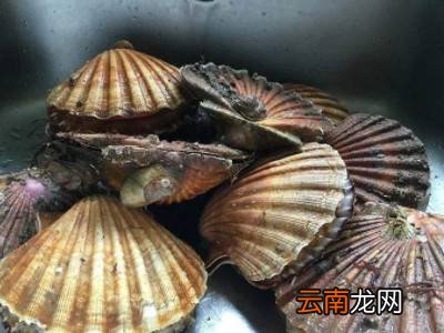 扇贝保存方法
