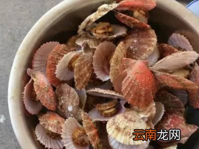 扇贝保存方法