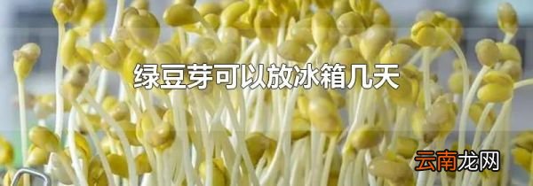绿豆芽可以放冰箱几天
