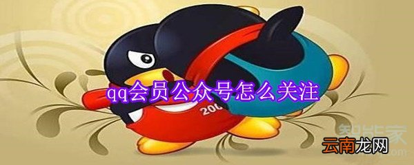 qq会员公众号怎么关注