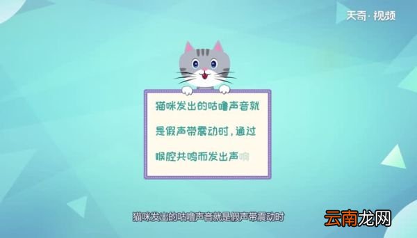 猫咪为什么会发出咕噜咕噜的声音 猫咪会发出咕噜咕噜的声音是为什么