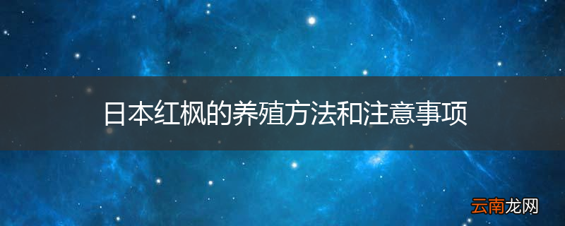 日本红枫的养殖方法和注意事项