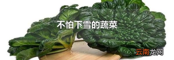 不怕下雪的蔬菜