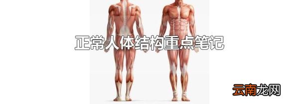 正常人体结构重点笔记