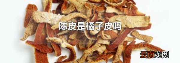 陈皮是橘子皮吗