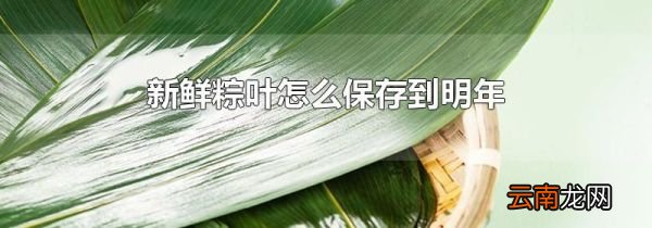 新鲜粽叶怎么保存到明年