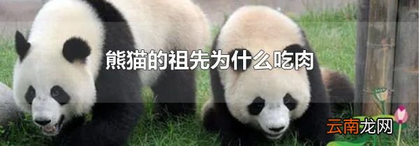 熊猫的祖先为什么吃肉