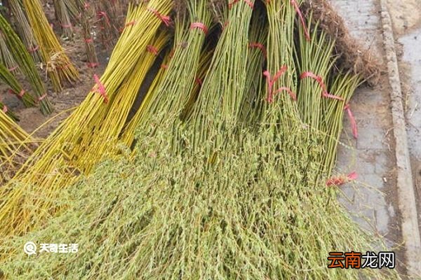 金丝柳的功效与作用 金丝柳的功效