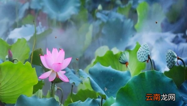 晓出净慈寺送林子方修辞手法 晓出净慈寺送林子方运用什么修辞手法