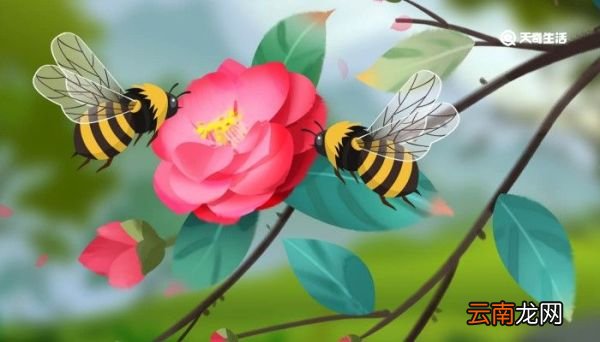 世界蜂蜜日是几月几日 蜂蜜日是几月几日