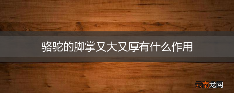 骆驼的脚掌又大又厚有什么作用