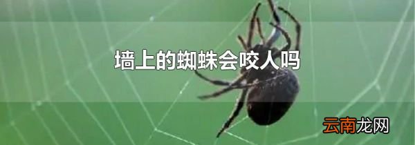 墙上的蜘蛛会咬人吗