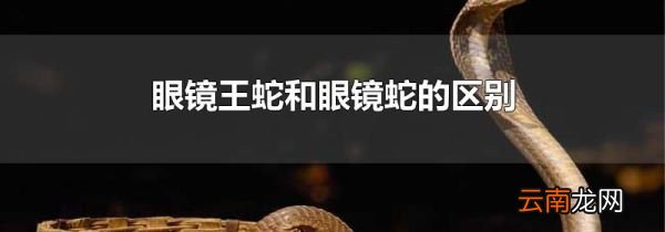 眼镜王蛇和眼镜蛇的区别