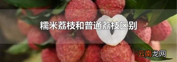 糯米荔枝和普通荔枝区别