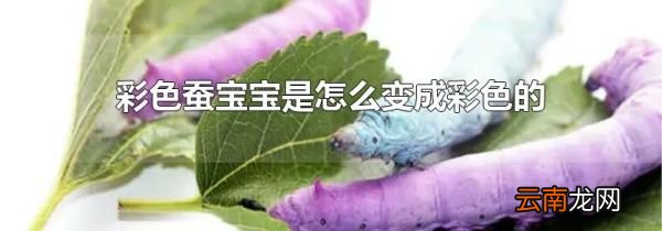 彩色蚕宝宝是怎么变成彩色的