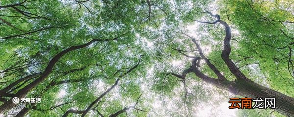 为什么树干都是圆的 树干为什么都是圆的