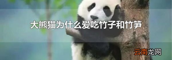 大熊猫为什么爱吃竹子和竹笋