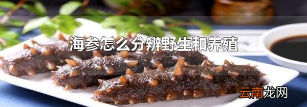 海参怎么分辨野生和养殖