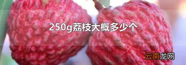 250g荔枝大概多少个