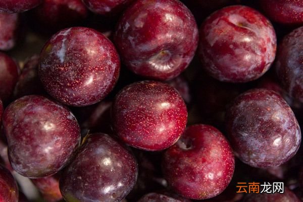 黑李子果的功效与作用 黑李子果的功效