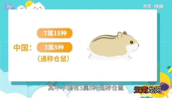 仓鼠的寿命 仓鼠可以活几年