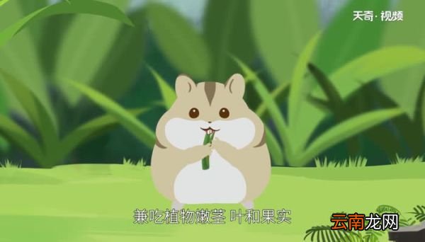 仓鼠的寿命 仓鼠可以活几年
