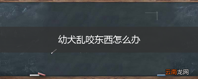 幼犬乱咬东西怎么办