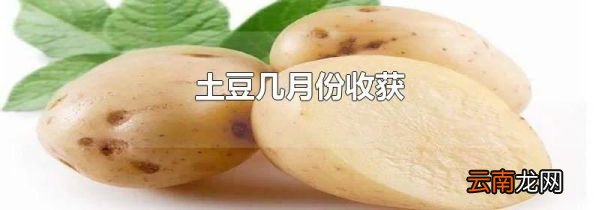 土豆几月份收获
