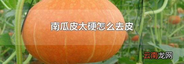 南瓜皮太硬怎么去皮