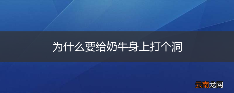 为什么要给奶牛身上打个洞