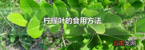 柠檬叶的食用方法