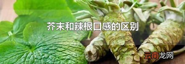 芥末和辣根口感的区别