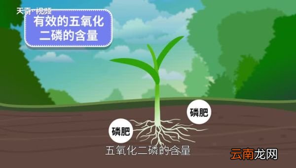 磷肥的作用 什么是磷肥
