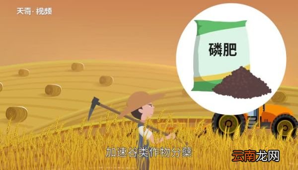 磷肥的作用 什么是磷肥