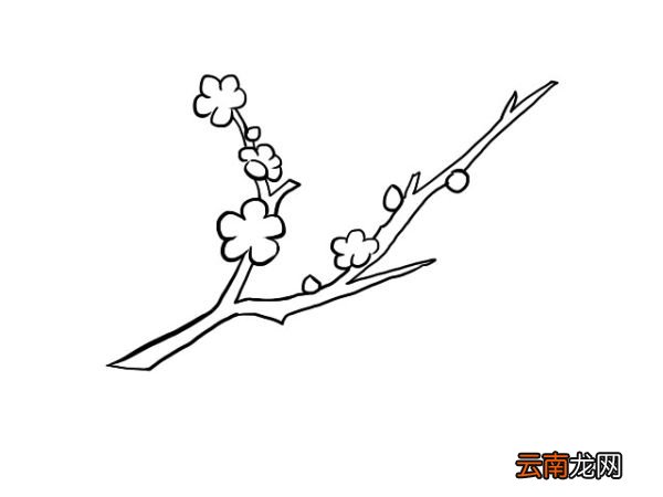 梅花简笔画