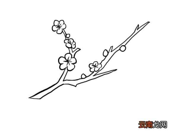 梅花简笔画
