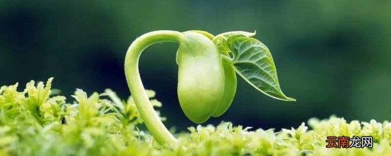 发芽是什么季节
