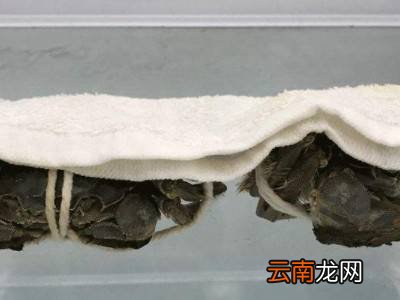 生河蟹怎么保存时间长