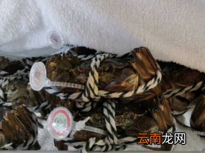 生河蟹怎么保存时间长