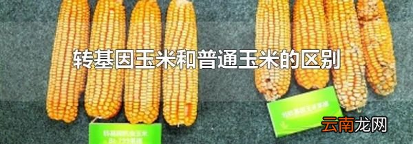 转基因玉米和普通玉米的区别