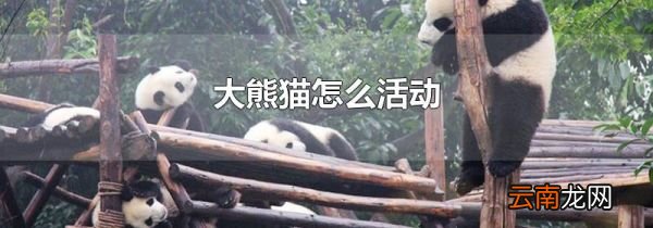 大熊猫怎么活动