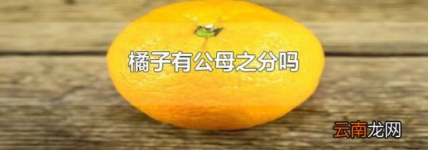 橘子有公母之分吗