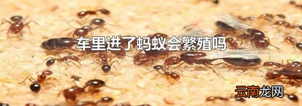 车里进了蚂蚁会繁殖吗