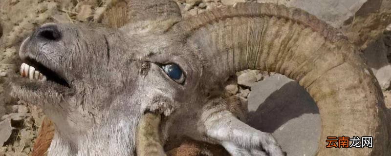 羊角里面的虫是什么