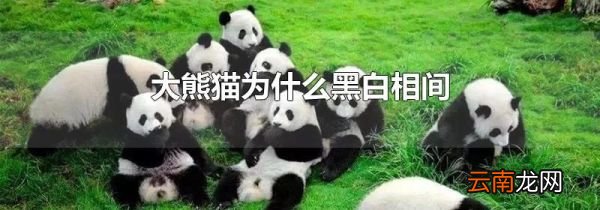 大熊猫为什么黑白相间