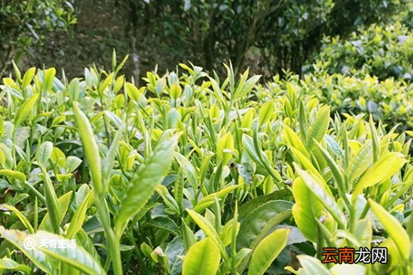春尖茶的功效与作用 春尖茶的功效与作用有哪些