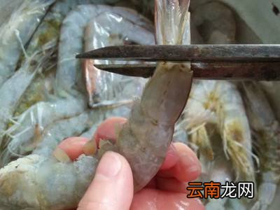 冻虾怎么处理