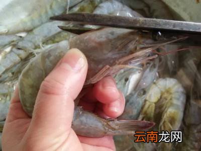 冻虾怎么处理